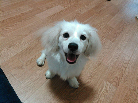 犬の気持ちを読む